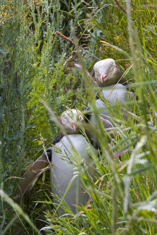 Yellow-Eyed Penguins In Grass